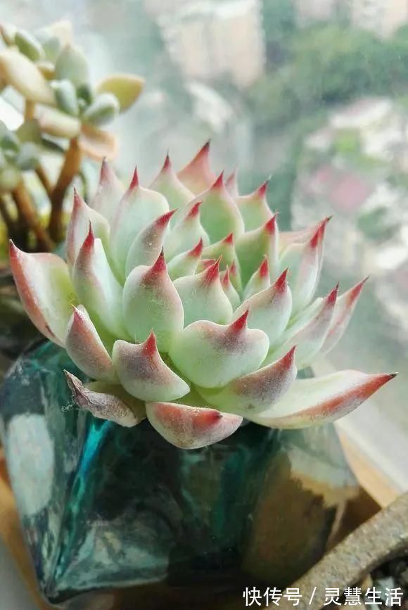 这3种花养不好,赶紧扔水里,越长越来劲