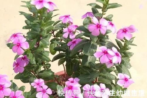 赏花|不能错过世上开花时间最长的四种花卉,一年四季天天能赏花