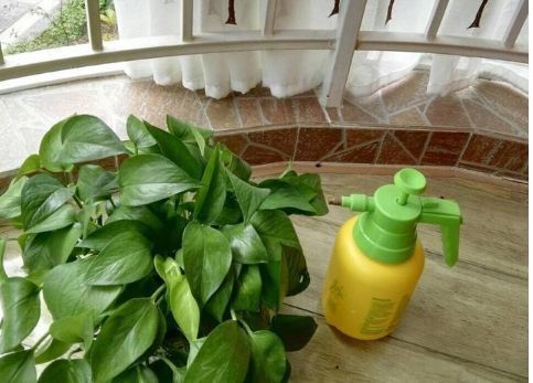 长寿花、栀子花、瓜叶菊等不开花、花苞少用点这个,喷啥啥开花