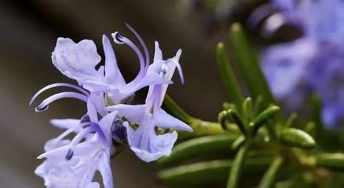越来越|毛孔越来越大,是螨虫把你的脸当成寄宿地,3个方法教你摆脱困扰