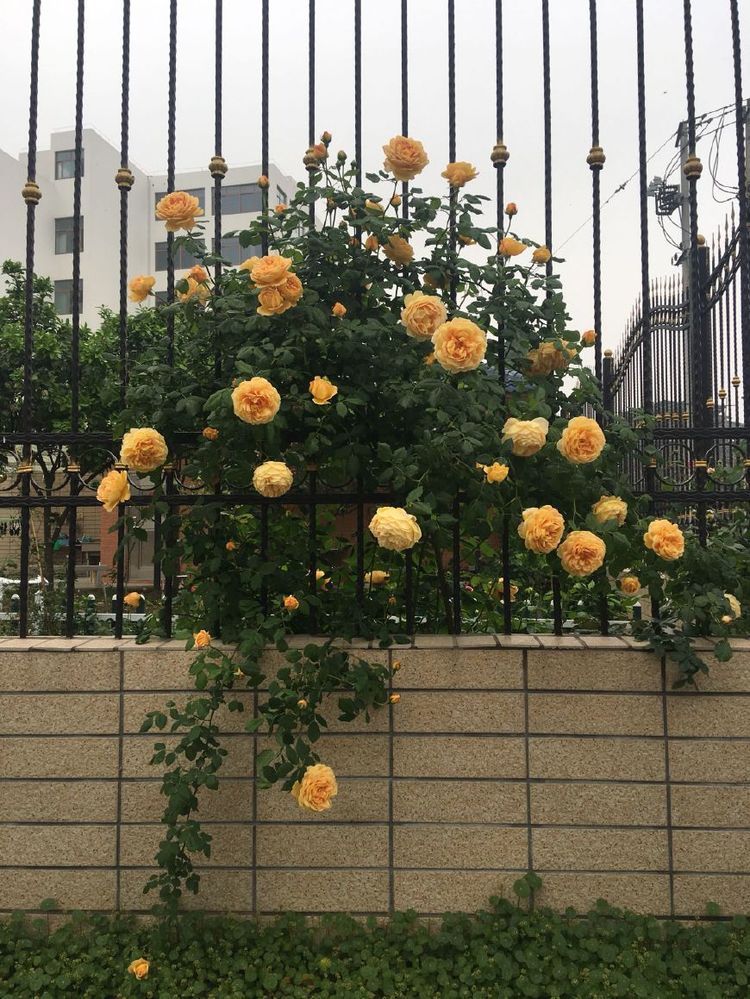 长势最快的藤本植物，一年长成花柱，花期长，漂亮芳香，还很好养