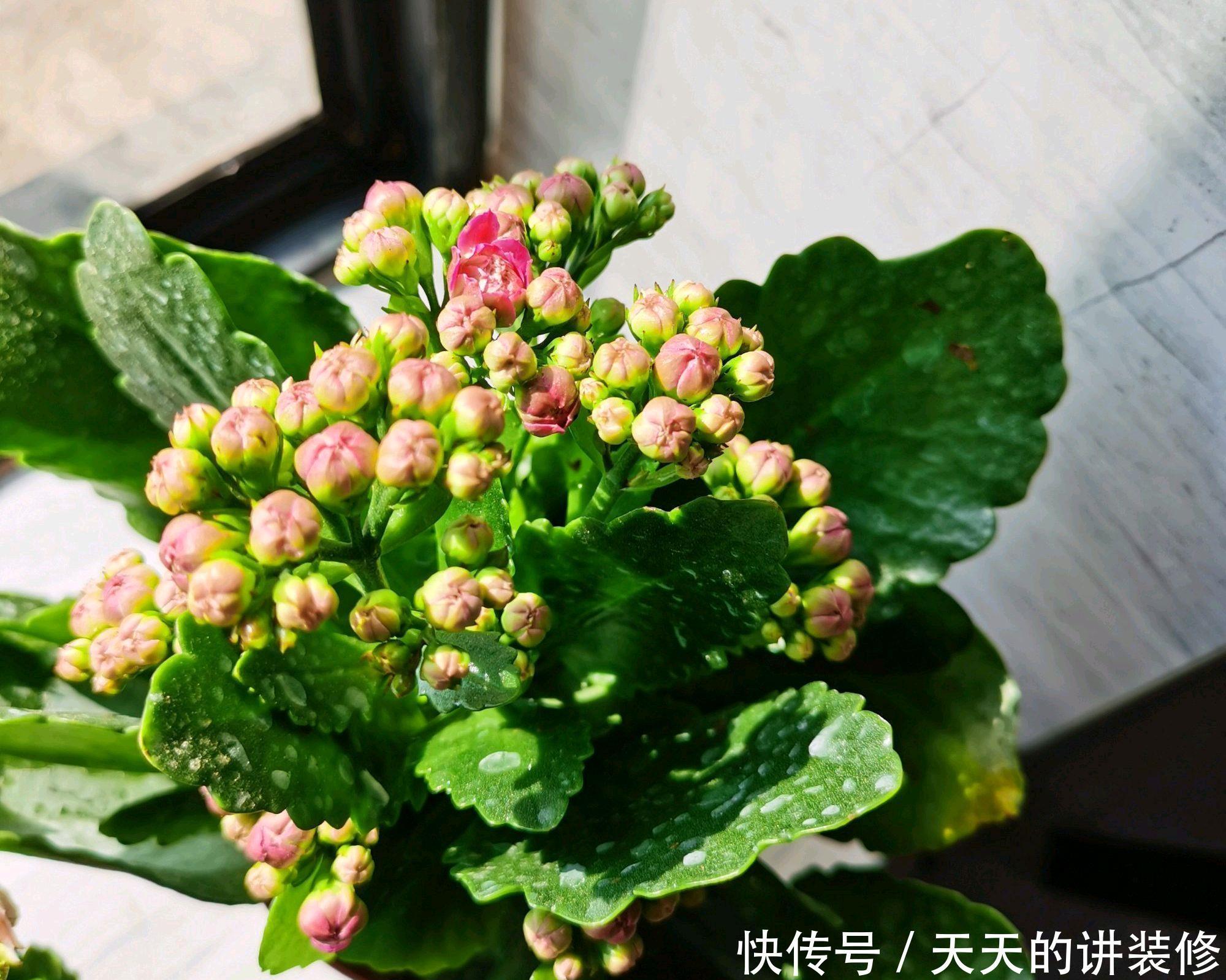 技巧|第一次养长寿花老桩,花苞呼之欲出就是不开花,两个催花技巧