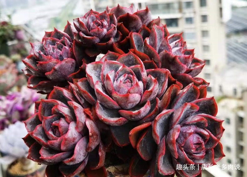 想将多肉养到爆盆，跟环境没有太大的关系，主要跟这些因素有关