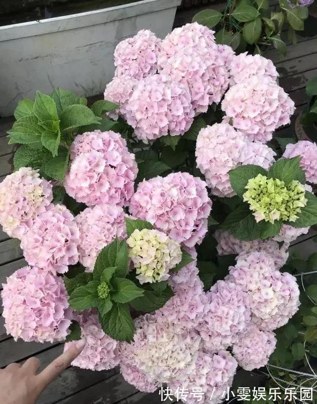 成活率|4种漂亮花,5月快扦插,20天生根,残枝别浪费