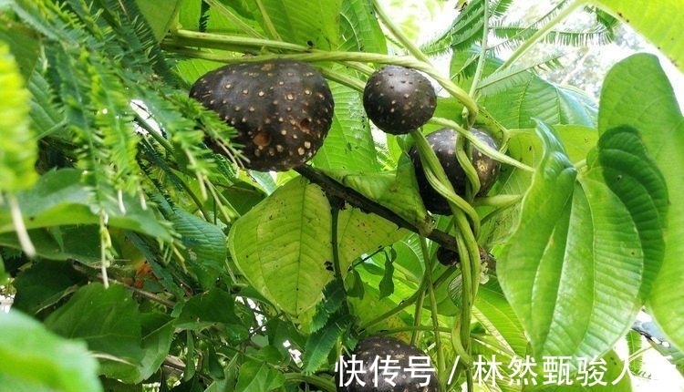 免疫力|补气是“提高免疫力”最快方法，一味中药补肺气、补脾气、补肾气