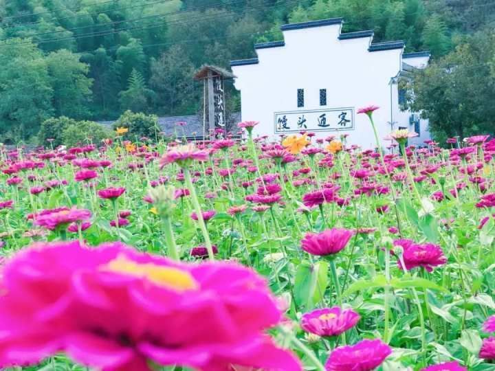 彩色|初夏杭州到处都有彩色的“海” 这张地图请收好