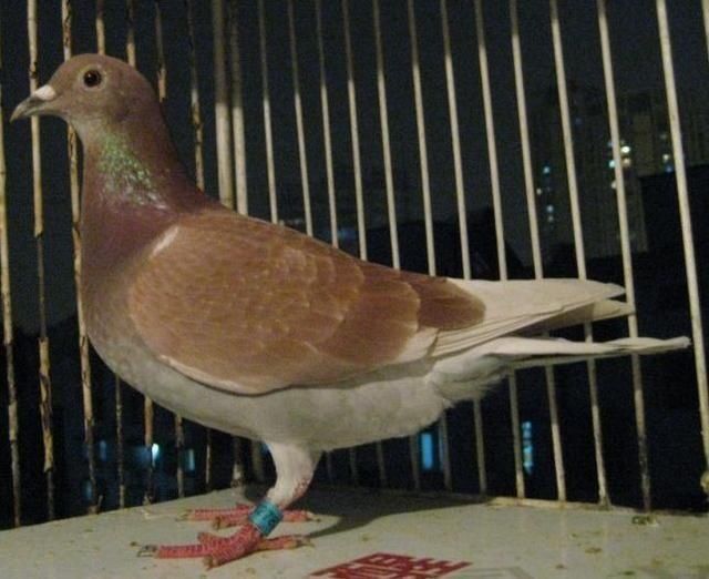 鸽友|呼吸道问题对鸽子生命影响不大,但是对其它方面影响很大
