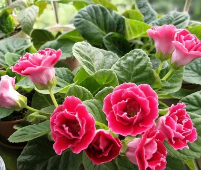 三角梅|3种花,都是开花小能手,养在家里繁花似锦,清新脱俗,懒人最爱