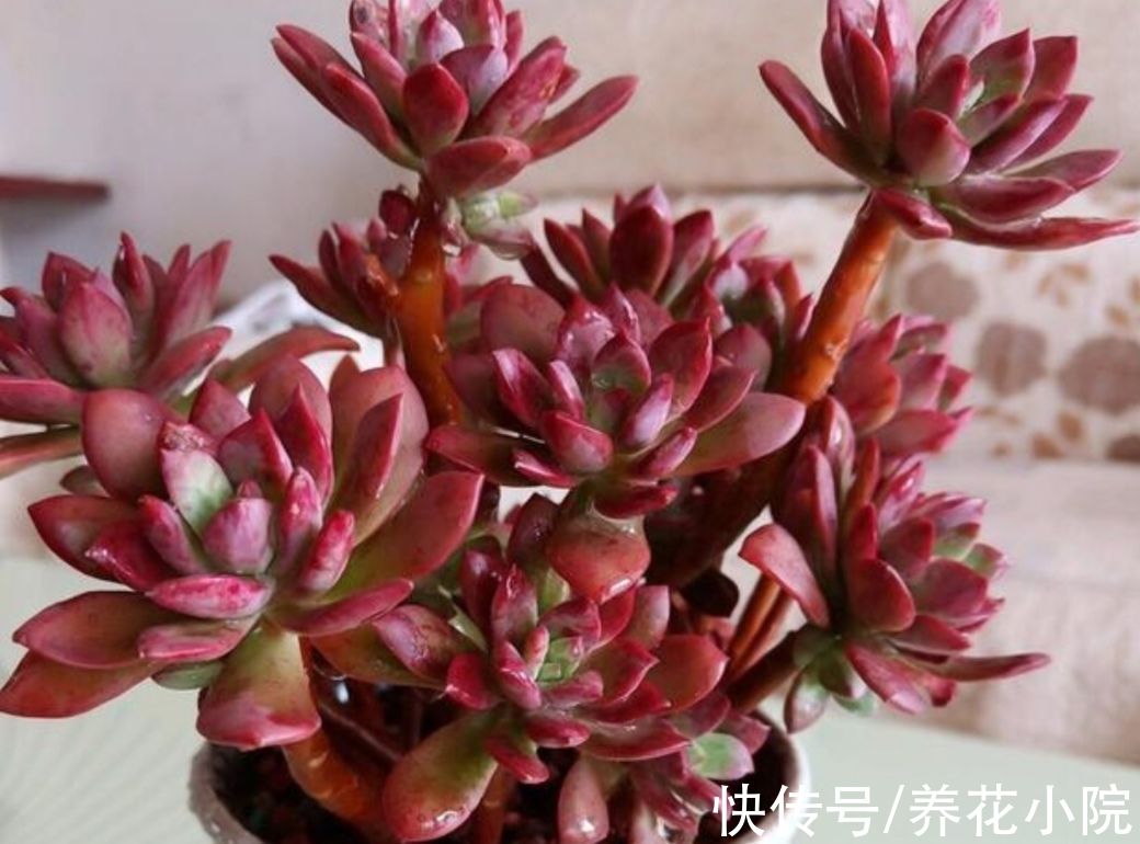 5种多肉,秋天多晒太阳,光照越充足,叶色越鲜艳