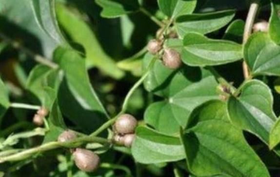 农村|农村长在树上的“生姜”，被城里人炒到百元斤，药性大没人敢用