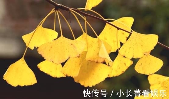 栗树|古语有云,“门前种三树,家兴富三世”,具体是指哪三种树呢?