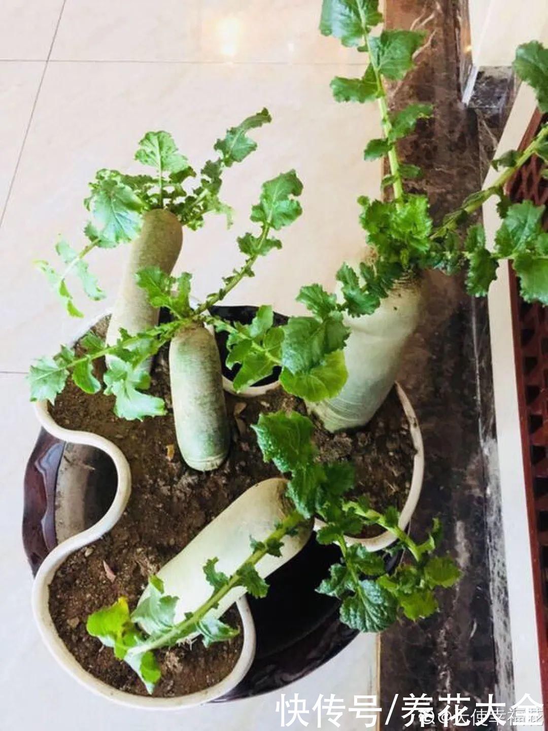 人参萝卜开花了,我种的花,都是这么奇奇怪怪