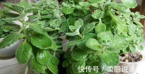 野菜|菜市场遇到3种菜必须买，个个都是宝贝，养生价值特别高