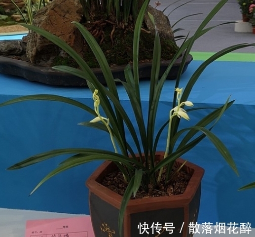 10大兰花品种,你见过几个