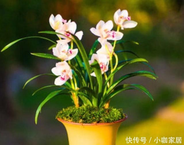 养护|墨兰开花后怎么养护花色娇艳?