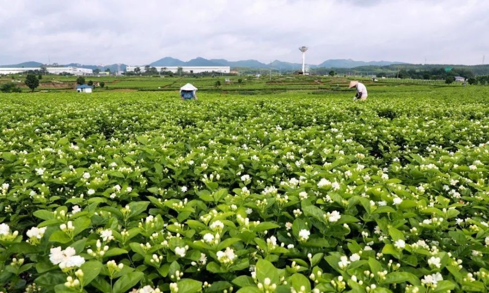 清香|用茉莉花茶做茶饮保持清香持久的秘密