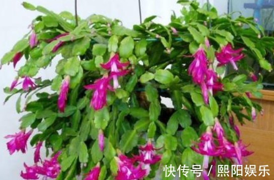 水蟹爪兰|蟹爪兰开花上百朵只因做对“4点”,学会7天喷1次“开花水”