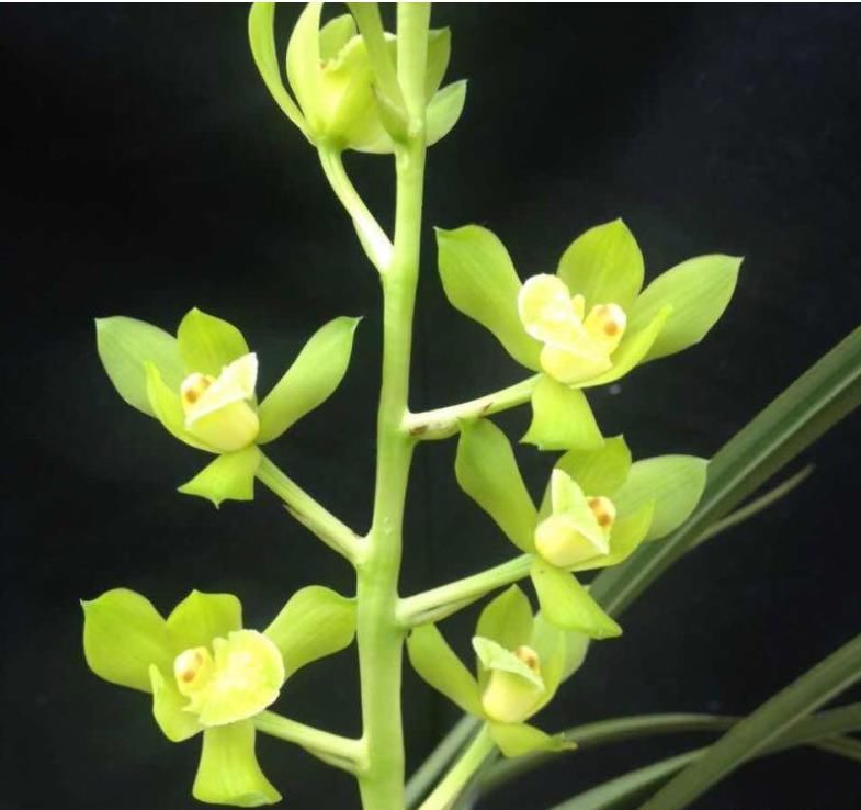  兰花|一株王氏素荷“引种苗”兰花，目前叫价“4140”，到底价值几何？