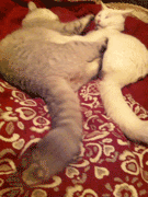 |搞笑动图:这是个什么怪东西,接我一掌!