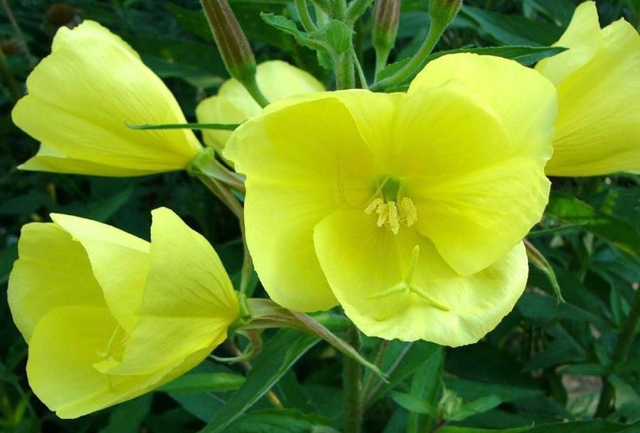 鲜艳|月见草如何才能开花多,学会这样养护,花多又鲜艳