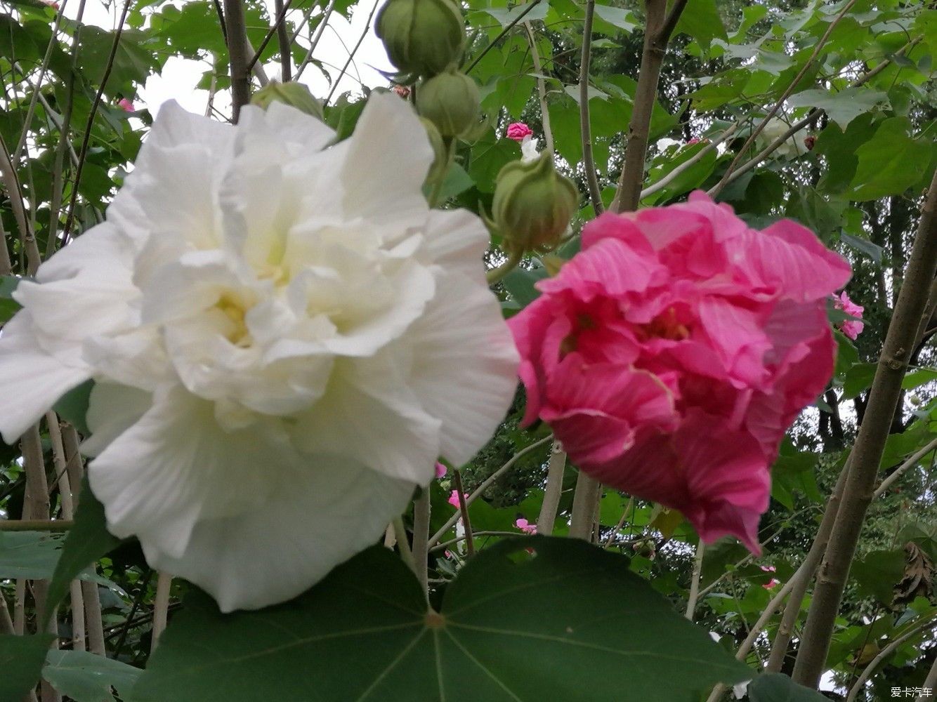 地标|晨游月湖园，误撞童槐家