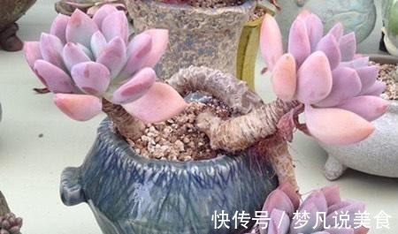 阳台养多肉不能错过的16种,全是名气大的品种,价格不贵还很美