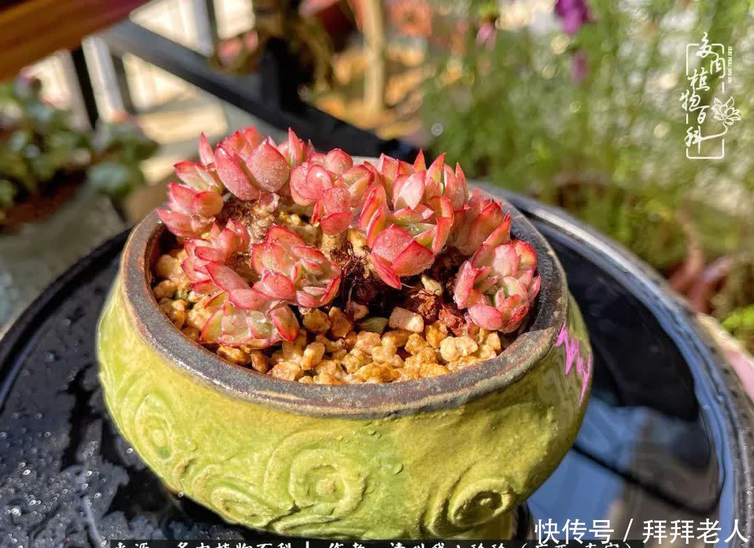 多肉与我,不负时光韶华!