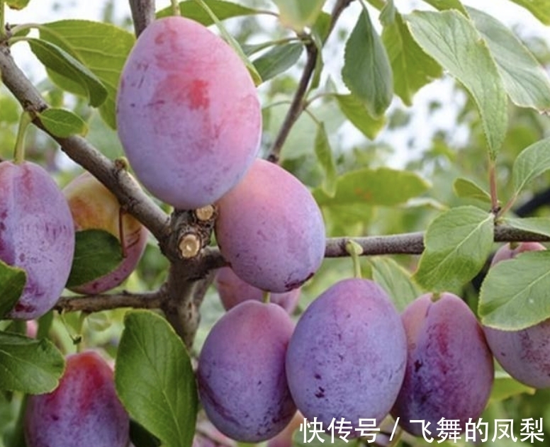 1种“无中生有”的绿植，曾引起争论，不知从什么地方来，有价值