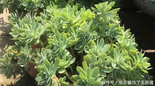 很漂亮的多肉却长得又瘦又高?我觉得你可能对它们做了这些事情
