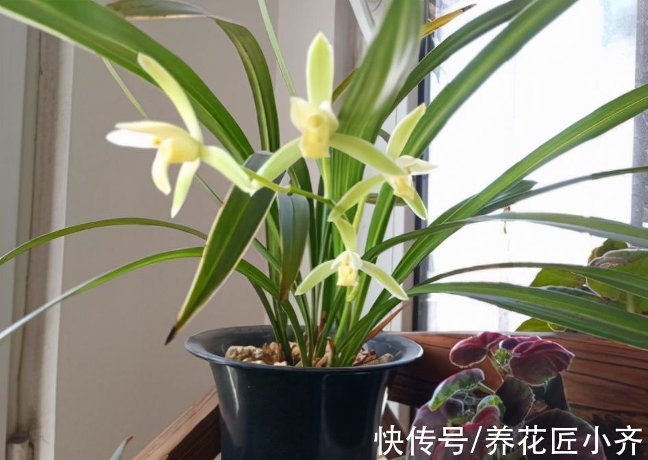 给兰花换盆,注意5个“要点”,保证兰花根系壮,后期长势旺