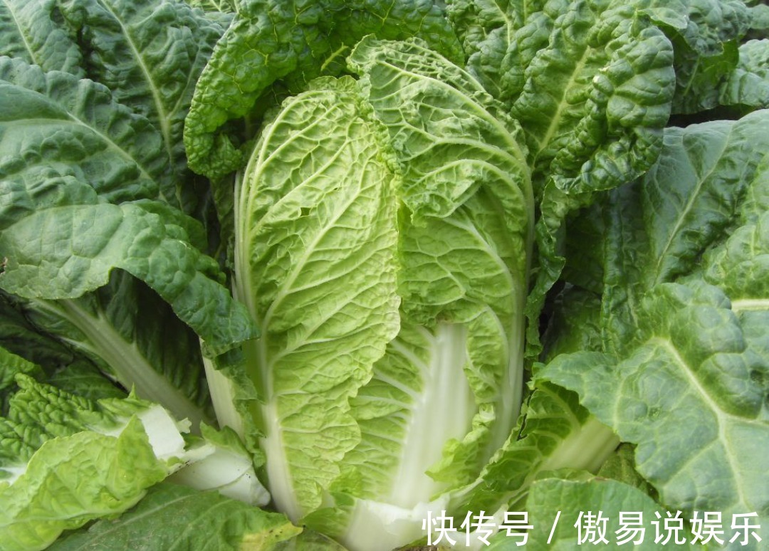 雀斑|女性不想老太快,常吃此菜,血脂降了,雀斑没了,常食显年轻