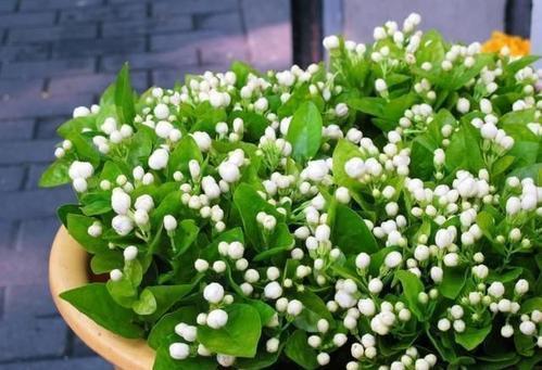 长花蕾|最厉害的养花营养液给花喝一勺,根壮叶肥绿,开花多又艳!