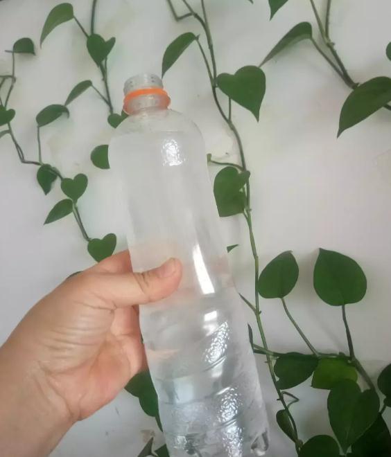 复合肥|绿萝生长慢吞吞,给它喂几个小颗粒,绿萝变成“大瀑布”