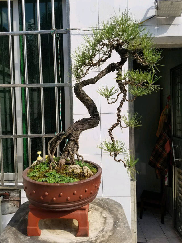 舍利|到园艺师家里做客，欣赏到了很多精品盆景，一起来感受盆景的魅力