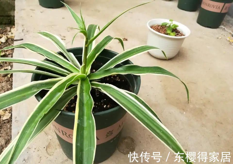 紫茉莉|秋天养金边吊兰，做好两件小事，更加肥壮旺盛，大不一样