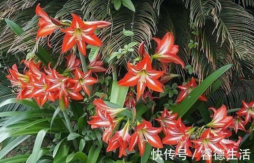 休眠期|朱顶红花后休眠期管理,地栽盆栽培壮为先