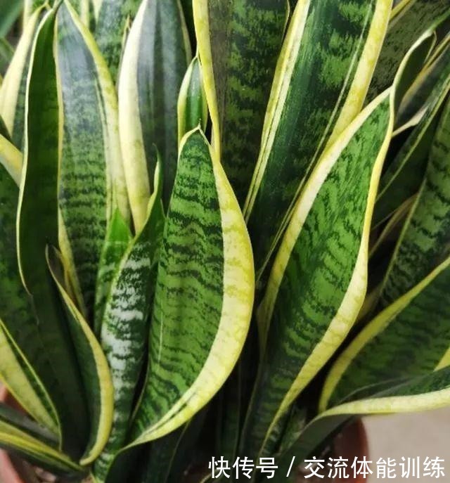 1种花每年开180天,叶子“剁碎”撒盆里,开花比牡丹还大气!