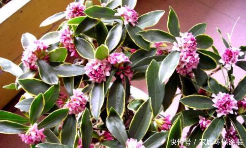 金边瑞香|4种耐寒花,现在养一盆正当时,大雪天也冻不死,花照样呼呼开!