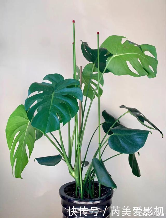 石斛兰|人养花，花也养人，这15种花，越养家里越干净