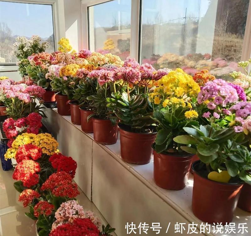 寿命长的“3种花”,最喜欢用小盆栽种,盆越“小”长得越好