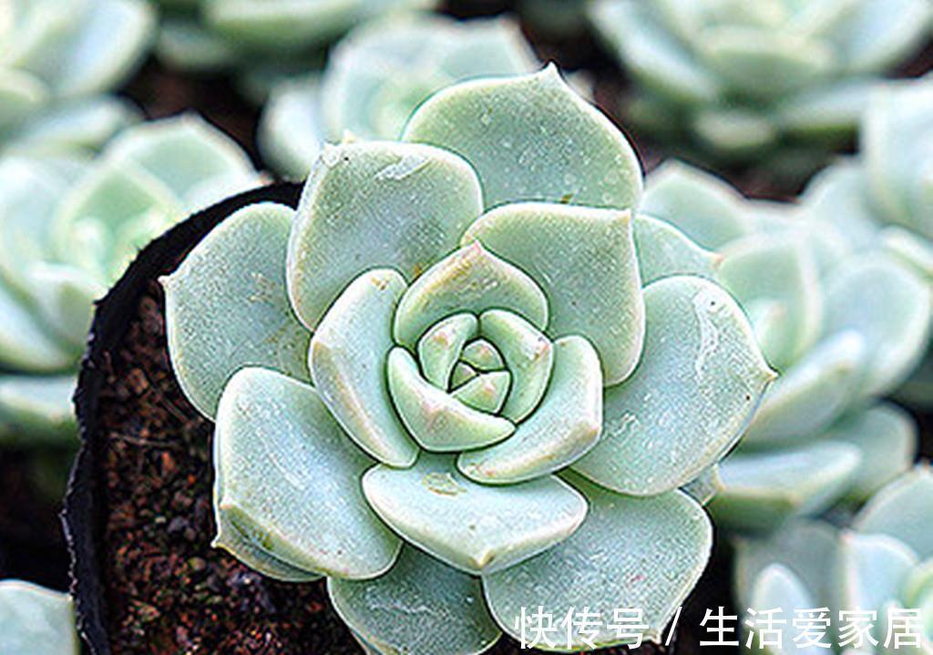 牡丹|牡丹本是花中王,可这些多肉牡丹难以称王,因为虽然很美却很难养