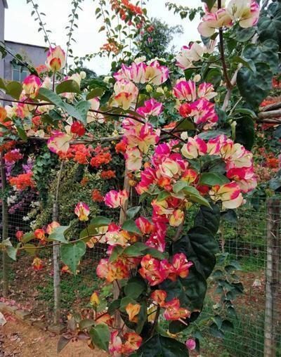 重瓣花中的佼佼者,3种特殊的复色花,开花后实在惊艳夺目