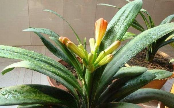 厉害|养花最厉害的营养液,原来是它,花用了叶片油亮猛长根