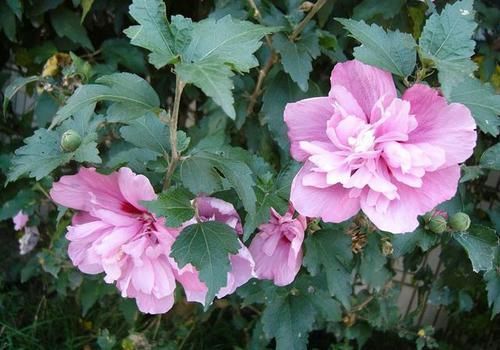 木槿花|木槿花,颜色鲜艳、繁花似锦这样养护,年年花开开满园