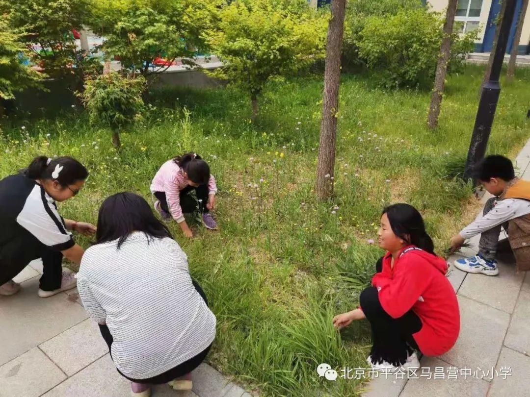 孟泰|劳动最光荣——马昌营中心小学劳动教育周活动