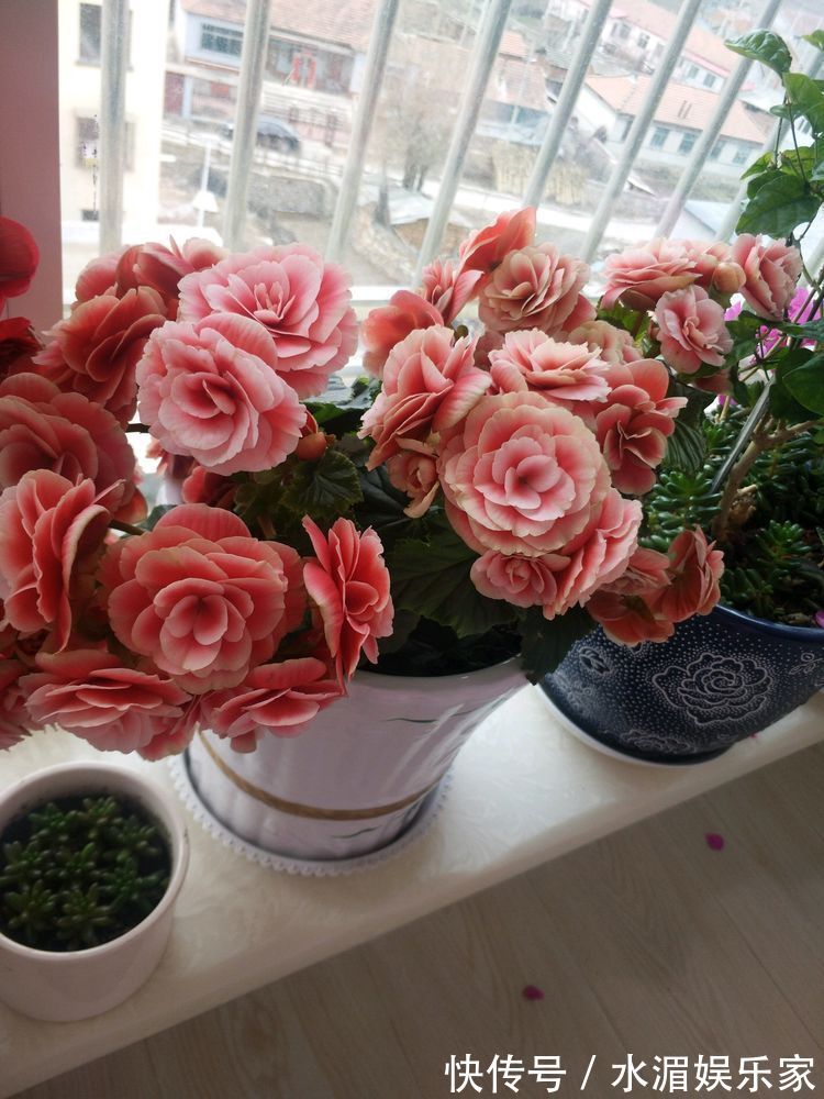 喜欢菊花，不如养盆“精品玫瑰”彩虹玫瑰，灿烂高雅，梦幻华丽