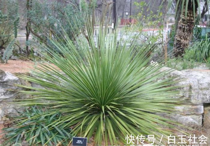 芦荟|10种最耐寒的多肉植物，零下了都不会死，新手就养它们吧