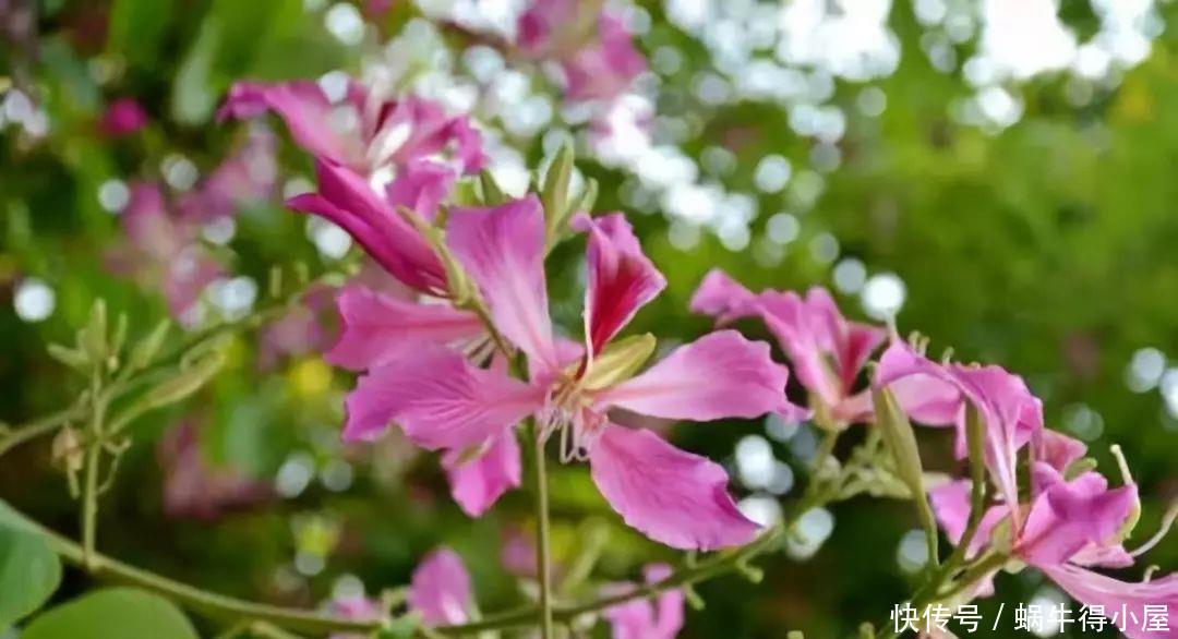 孕妇注意，这些花一定不要养！