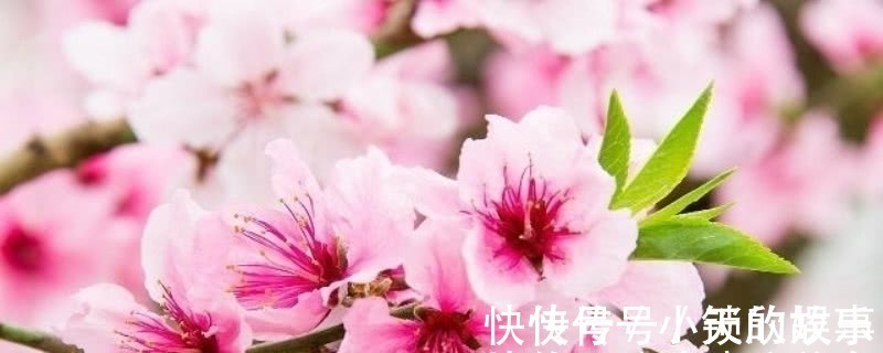 唯美&元稹的《桃花》和《菊花》，写得无比凄美，同时也很是悲伤！