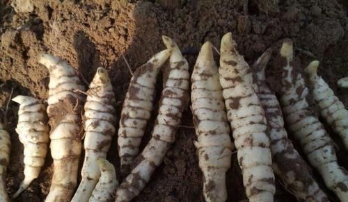 银条菜|这野菜是埋在地下的“银条”,药用堪比虫草,一斤6百让人吃不起